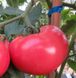 Мамстон F1 - насіння томата, 500 шт, Syngenta 42214 фото 3