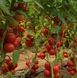 Мамстон F1 - насіння томата, 500 шт, Syngenta 42214 фото 4