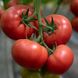 Мамстон F1 - насіння томата, 500 шт, Syngenta 42214 фото 2
