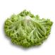 Левістро - насіння салату, 1000 шт (драже), Rijk Zwaan 48171 фото 2