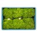 Левістро - насіння салату, 1000 шт (драже), Rijk Zwaan 48171 фото 5