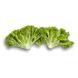 Левістро - насіння салату, 1000 шт (драже), Rijk Zwaan 48171 фото 3