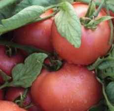 Пінк Світнес F1 - насіння томата, 2500 шт, Spark Seeds 87900 фото