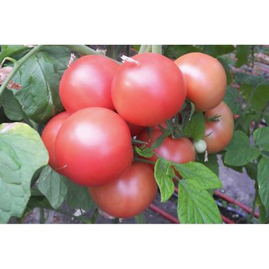 Хапінет F1 - насіння томату, 10 шт, Syngenta (Пан Фермер) 01787 фото