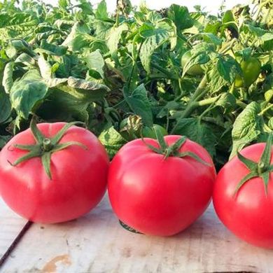Хапінет F1 - насіння томату, 10 шт, Syngenta (Пан Фермер) 01787 фото