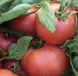 Пінк Світнес F1 - насіння томата, 500 шт, Spark Seeds 03334 фото 2