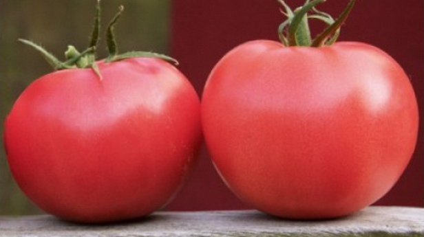 Фенда F1 - насіння томата, 250 шт, Clause 66126 фото