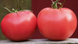 Фенда F1 - насіння томата, 250 шт, Clause 66126 фото 2