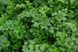Ріалто - насіння петрушки листової, 500 г, Bejo 18345 фото 3