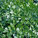Ріалто - насіння петрушки листової, 500 г, Bejo 18345 фото 4