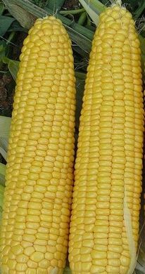 Добриня F1 - насіння кукурудзи, 2500 шт, Lark Seeds 66231 фото