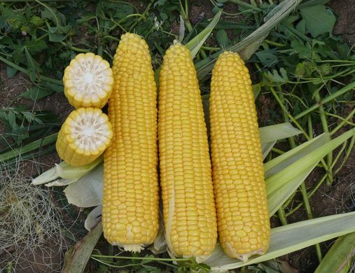 Добрыня F1 - семена кукурузы, 2500 шт, Lark Seeds 66231 фото