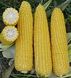 Добрыня F1 - семена кукурузы, 2500 шт, Lark Seeds 66231 фото 3
