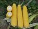 Добриня F1 - насіння кукурудзи, 2500 шт, Lark Seeds 66231 фото 4