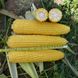 Добриня F1 - насіння кукурудзи, 2500 шт, Lark Seeds 66231 фото 1