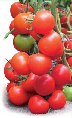 Тайлер F1 - семена томата, 100 шт, Kitano 50381 фото