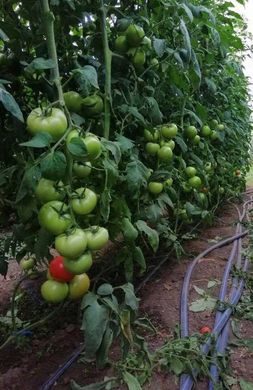 Пінк Кристал F1 - насіння томата, 250 шт, Clause 84995 фото