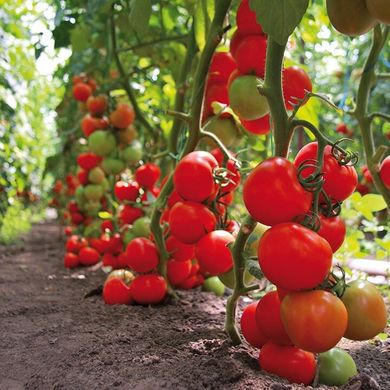 Тайлер F1 - насіння томата, 100 шт, Kitano 50381 фото