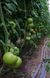 Пінк Кристал F1 - насіння томата, 250 шт, Clause 84995 фото 5