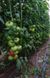 Пінк Кристал F1 - насіння томата, 250 шт, Clause 84995 фото 6