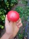 Пінк Кристал F1 - насіння томата, 250 шт, Clause 84995 фото 4