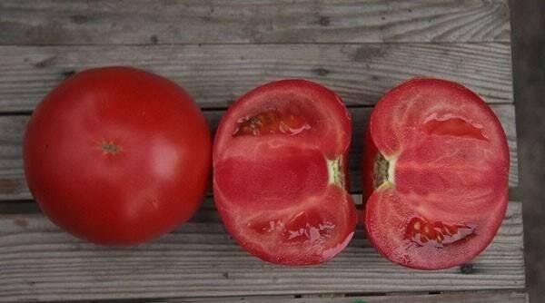 Тайлер F1 - насіння томата, 100 шт, Kitano 50381 фото