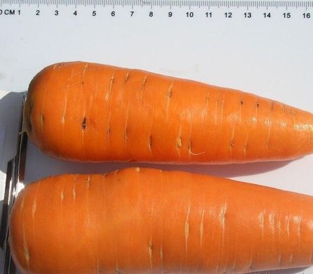 Шантане - семена моркови, 500 г, Clause 82084 фото
