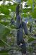 СВ 4097 F1 - насіння огірка, 1000 шт, Seminis 16354 фото 2