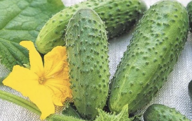 Меренга F1 - насіння огірка, 1000 шт, Seminis 12645 фото