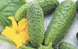 Меренга F1 - насіння огірка, 1000 шт, Seminis 12645 фото 2