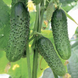 Меренга F1 - насіння огірка, 1000 шт, Seminis 12645 фото 1