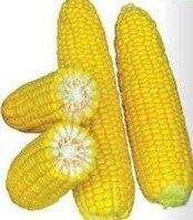 Хаммер F1 - насіння кукурудзи, 25 000 шт, Lark Seeds 894766247 фото