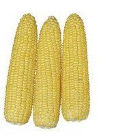 Хаммер F1 - семена кукурузы, 25 000 шт, Lark Seeds 894766247 фото