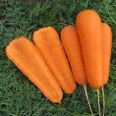 Болівар F1 - насіння моркви, 100 000 шт (1.6 - 2.0), Clause 40879 фото