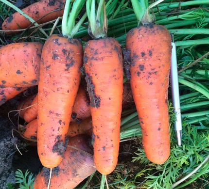 Боливар F1 - семена моркови, 100 000 шт (1.6 - 2.0), Clause 40879 фото