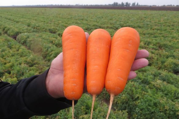Боливар F1 - семена моркови, 100 000 шт (1.6 - 2.0), Clause 40879 фото