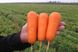 Болівар F1 - насіння моркви, 100 000 шт (1.6 - 2.0), Clause 40879 фото 2