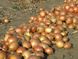 Универсо F1 - семена лука, 100 000 шт, Nunhems 98499 фото 3