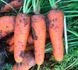 Болівар F1 - насіння моркви, 100 000 шт (1.6 - 2.0), Clause 40879 фото 3