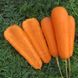 Болівар F1 - насіння моркви, 100 000 шт (1.6 - 2.0), Clause 40879 фото 4