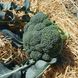 Нексос F1 - насіння капусти брокколі, 1000 шт, Sakata 56760 фото 2