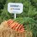 Болівар F1 - насіння моркви, 100 000 шт (1.6 - 2.0), Clause 40879 фото 1