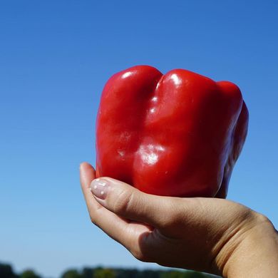 Марек F1 (Карисма F1) - насіння солодкого перцю, 1000 шт, Clause 82843 фото