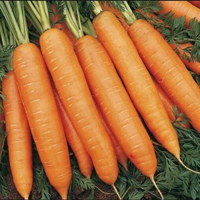 Болеро F1 - семена моркови, 100 000 шт, Hazera 44506 фото