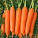 Болеро F1 - насіння моркви, 100 000 шт, Hazera 44506 фото 1