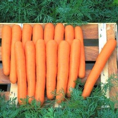 Маэстро F1 - семена моркови, 100 000 шт, Hazera 44512 фото