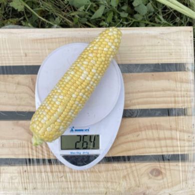 Ескорт F1 - насіння кукурудзи біколор, 2 500 шт, Spark Seeds 56789 фото
