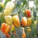 Барбі F1 - насіння солодкого перцю, 500 шт, Syngenta 89120 фото 2