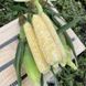 Ескорт F1 - насіння кукурудзи біколор, 2 500 шт, Spark Seeds 56789 фото 1
