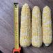Ескорт F1 - насіння кукурудзи біколор, 2 500 шт, Spark Seeds 56789 фото 2
